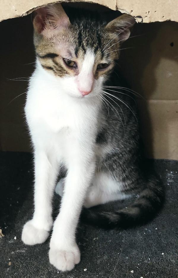 George, in cerca di casa Foto 6